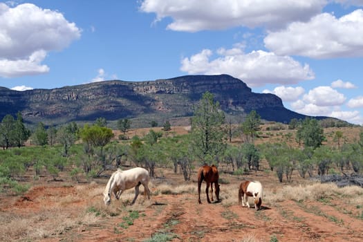 Wilpena Pound. South Australia