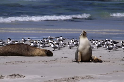 Australian sea lion on Kangaroo Island. South Australia