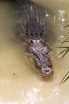 Saltie in Australia
