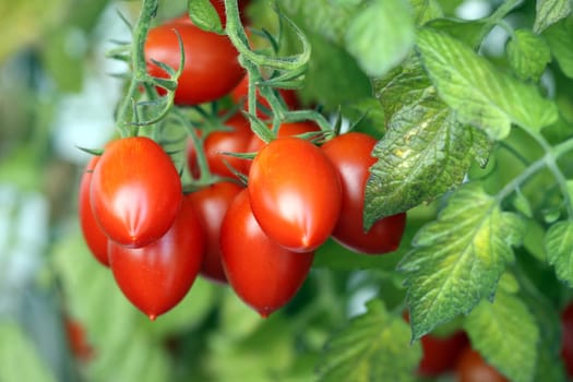 Roma Tomatoes
