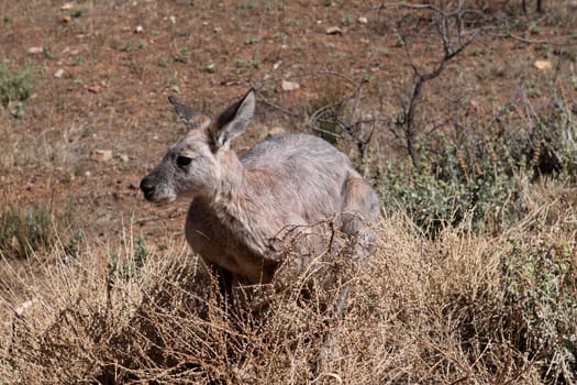 Red kangaroo