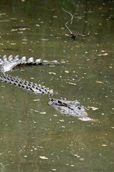 Freshwater crocodile in Australia