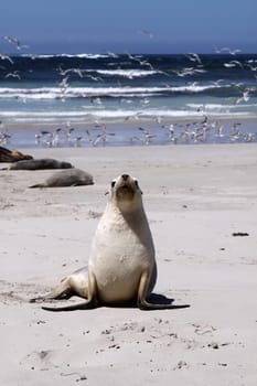 Australian sea lion on Kangaroo Island. South Australia