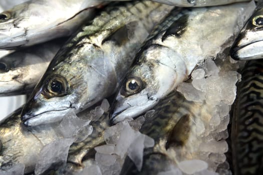 Mackerels