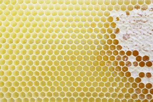 Honeycomb