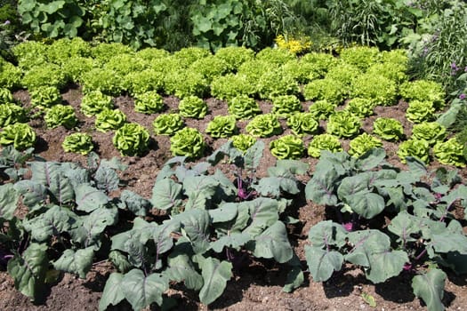Vegetable garden