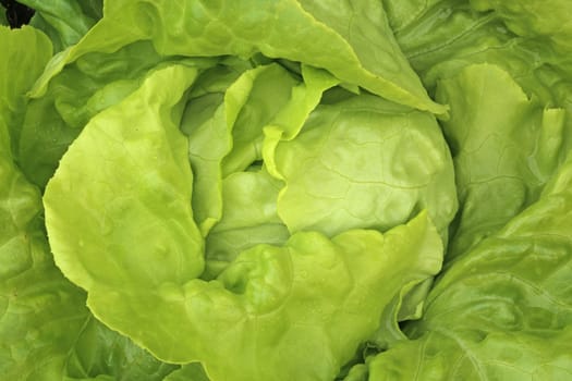 Lettuce
