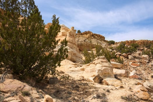 Junipers on colorful sandstone formations in Ojito Wilderness