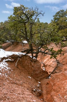 Juniper tree in the desert with some snow left in winter
