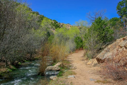 A river flows through a forest in spring