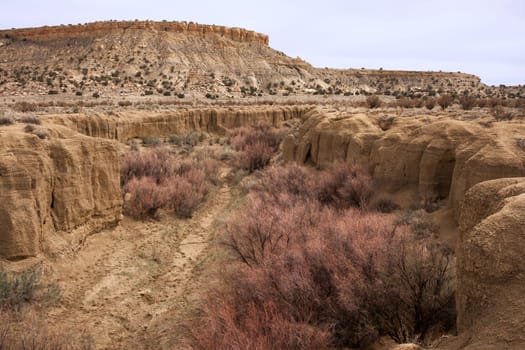 A canyon with reddish bushes in Ojito Wilderness
