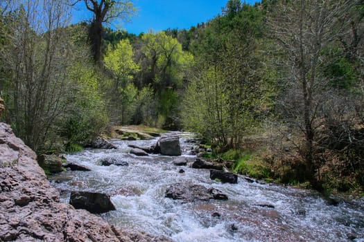 A river flows through a forest in spring