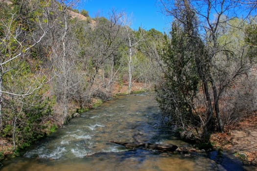 A river flows through a forest in spring