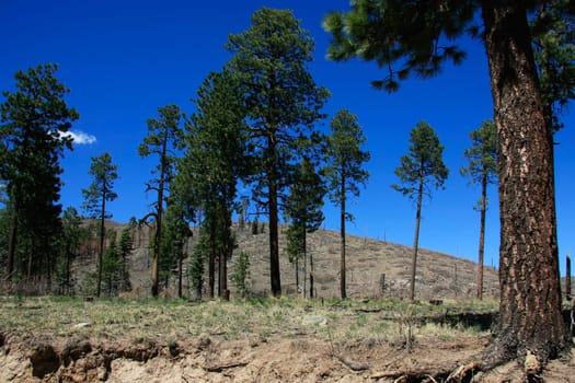 View into a forest after a wildfire