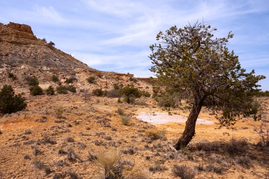 Junipers on colorful sandstone formations in Ojito Wilderness
