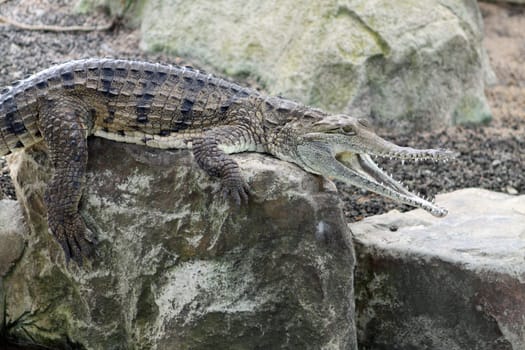 Australian Crocodile