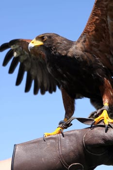 Desert Buzzard