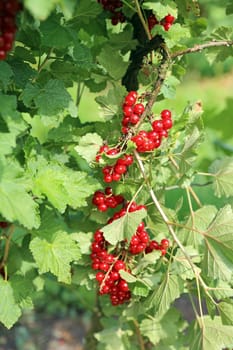 Currants