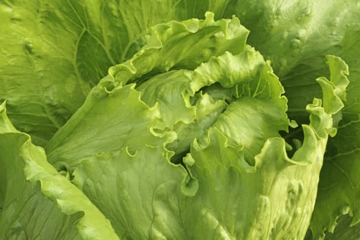 Iceberg lettuce