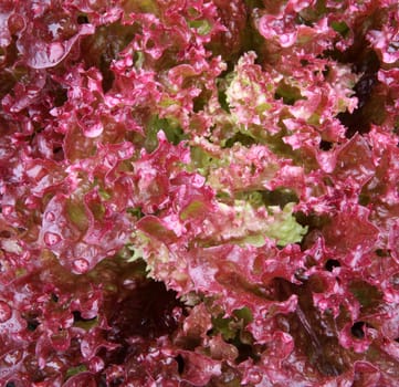 Lollo Rosso