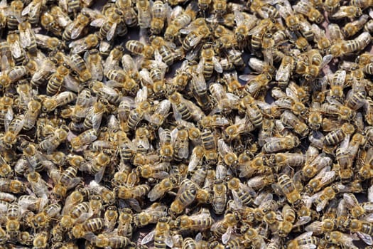 Bees