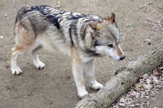 Details of a gray wolf in captivity