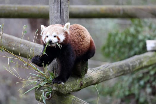 Details of a red panda who eating in captivity.