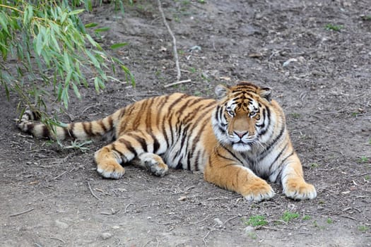 Details of a tiger, panthera tigris, in captivity.