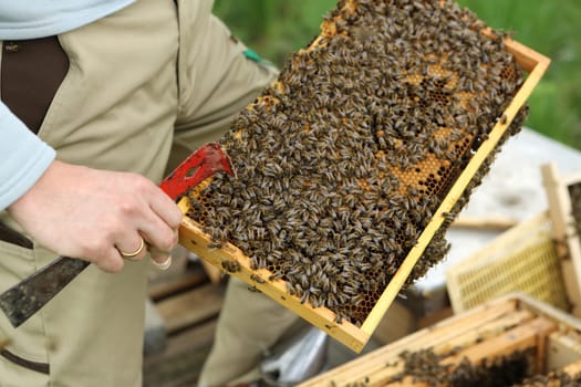Bees