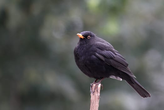 Turdus merula - The blackbird