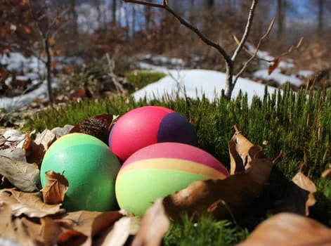 Easter eggs in the Reinhardswald