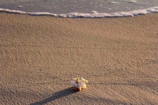 The Flotsam