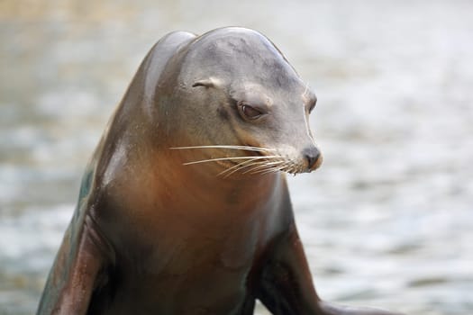 Details of a california sea lion in captivity