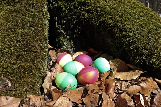 Six Easter eggs in the forest