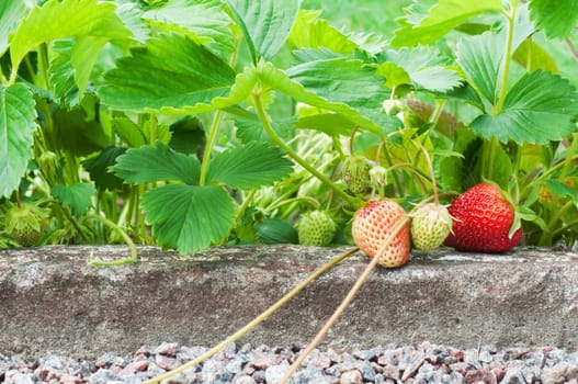 Strawberries with tendrils growing in the garden bed