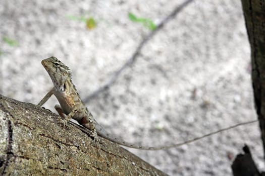 Lizard (neck prickler) in the Maldives