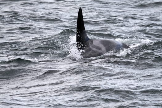 Killer whale in the Pacific. Canada
