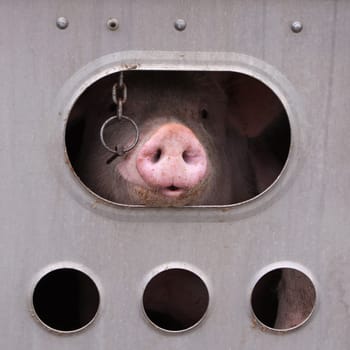 Animal transport in Alberta. Canada