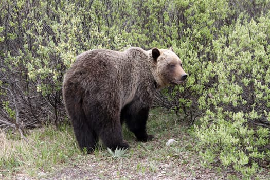 Grizzly in Banff National Park. Canada