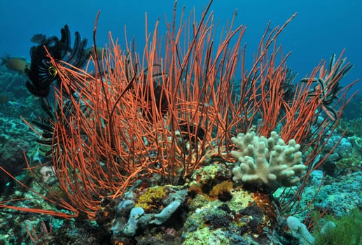 Whip corals in a reef of Sulawesi