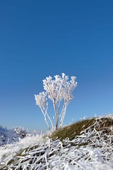 a seasonal crisp snow frosty covered grass ditch with a frozen weed plant