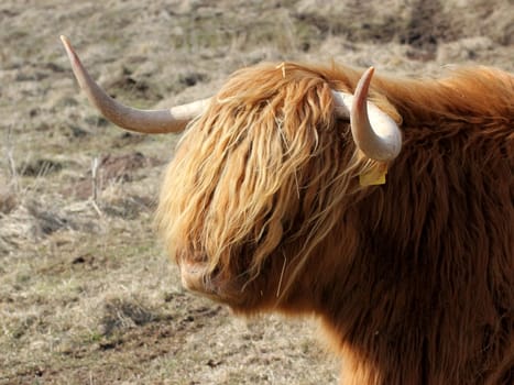 Scottish Highland cattle
