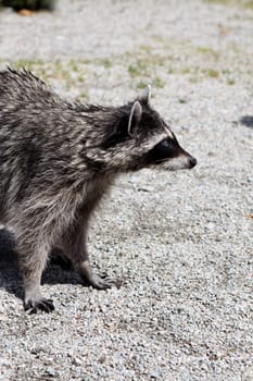 Raccoon