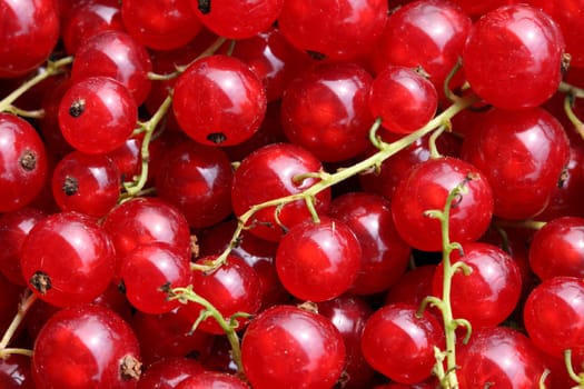 Red currants
