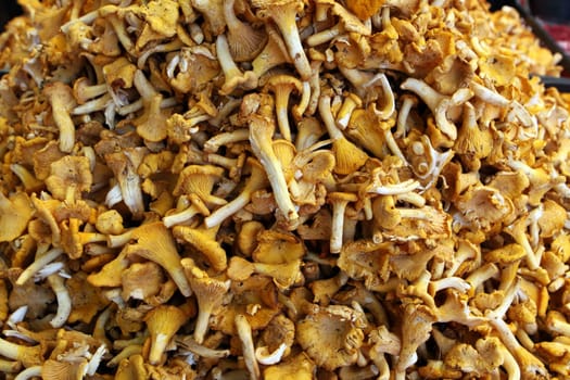 Chanterelles
