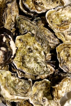 Fresh oysters in La Rochelle. France