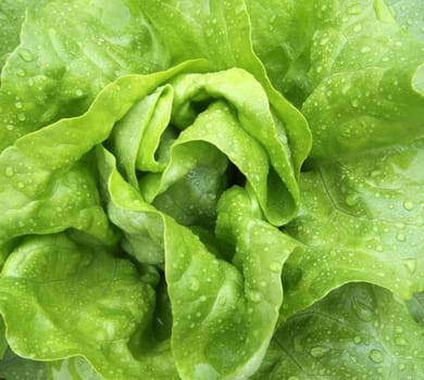 Lettuce