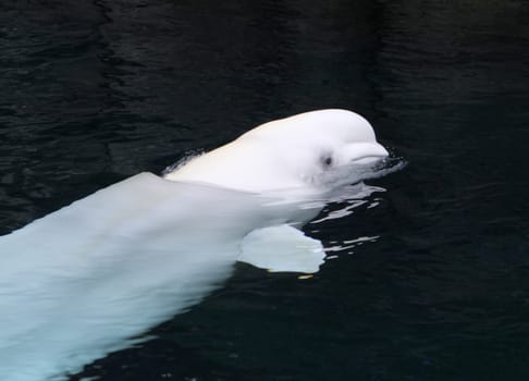 White whale in Canada
