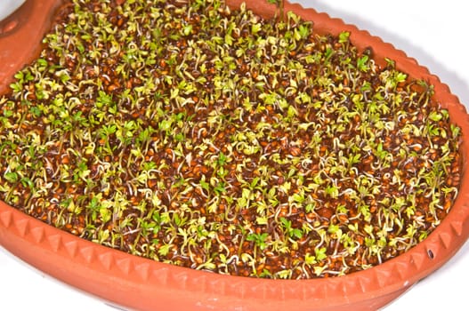 Cress in the germination tray