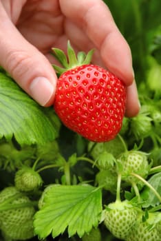 A ripe strawberry is freshly picked from the bush